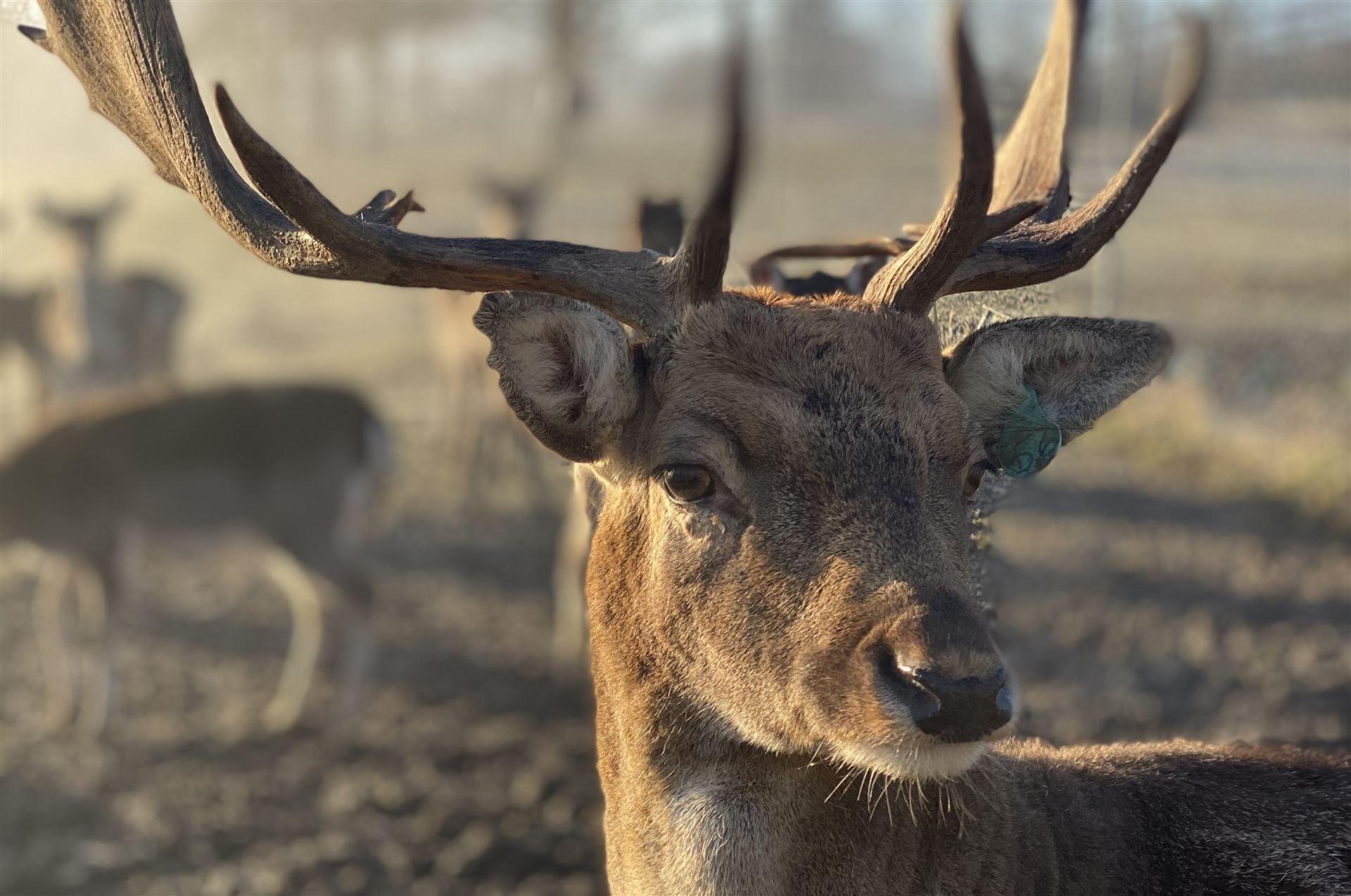 Hirsche aus eigener Haltung