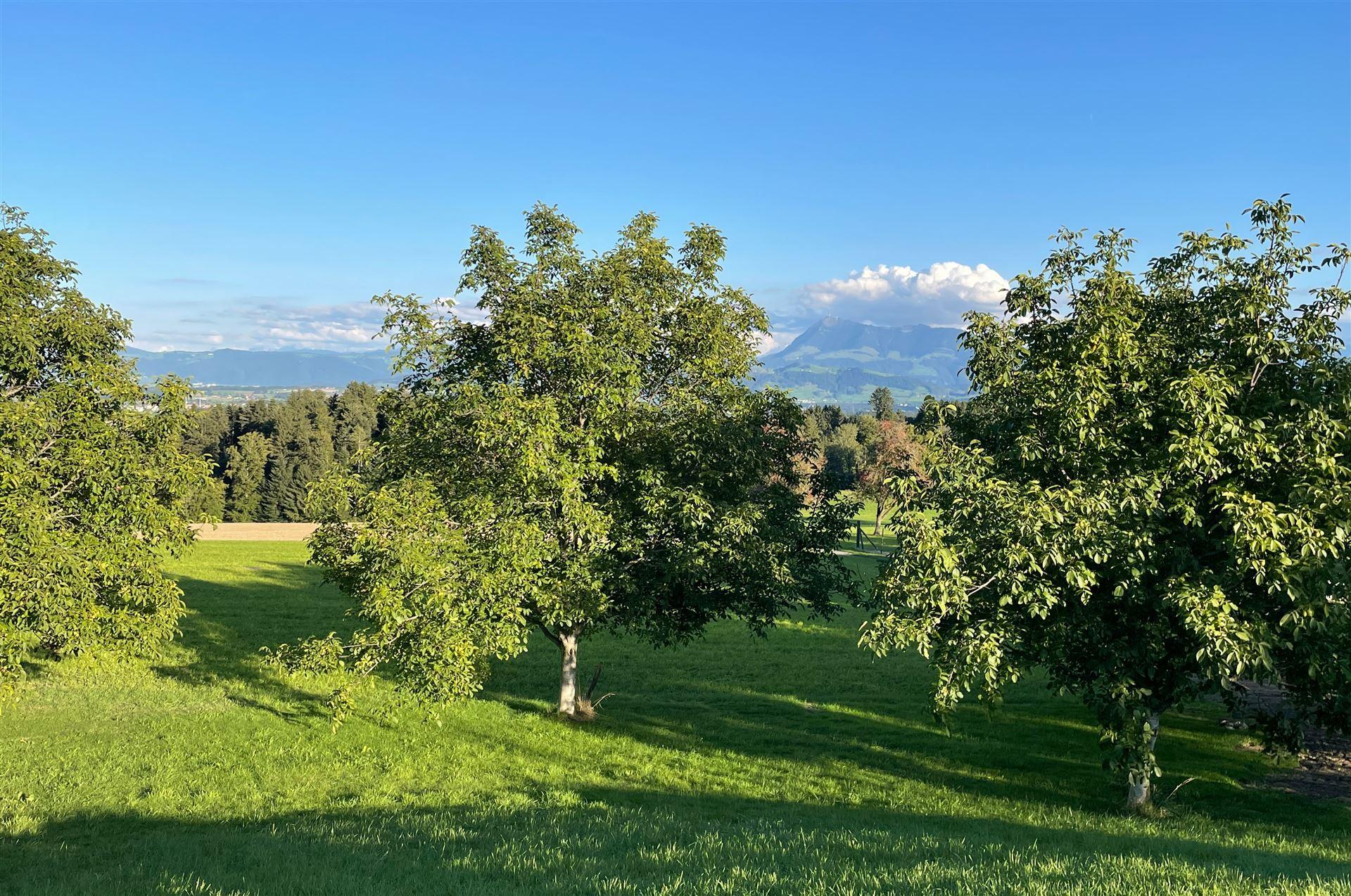 Spielhofer Fisch im Seetal